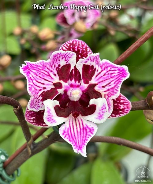 Phal. Lianher Happy Girl (peloric) 2.5"