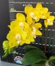 Phal. Sogo Meili (peloric - 2 eyes) 2.5''