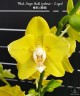 Phal. Sogo Meili (peloric - 2 eyes) 2.5''