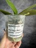 Phal. Sogo Meili (peloric - 2 eyes) 2.5''