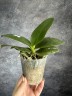 Phal. Sogo Meili (peloric - 2 eyes) 2.5''