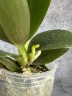 Phal. Sogo Meili (peloric - 2 eyes) 2.5''
