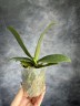 Phal. Sogo Meili (peloric - 2 eyes) 2.5''