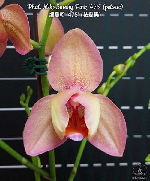 Phal. Miki Smoky Pink '475' (peloric) 1.7''