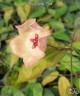 Hoya patella 'Pink' 1.7"