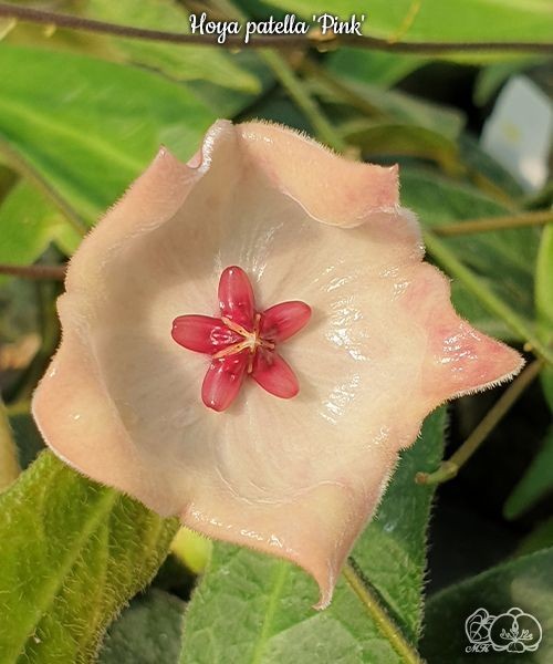 Hoya patella 'Pink' 1.7"