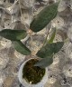 Hoya patella 'Pink' 1.7"