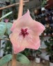 Hoya patella 'Pink' 1.7"