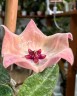 Hoya patella 'Pink' 1.7"
