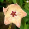 Hoya patella 'Pink' 1.7"