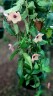 Hoya patella 'Pink' 1.7"