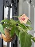 Hoya patella 'Pink' 1.7"