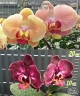 Phal. Miki Crown '16' SM/TOGA 2.5'' 