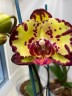 Phal. Miki Crown '16' SM/TOGA 2.5'' 
