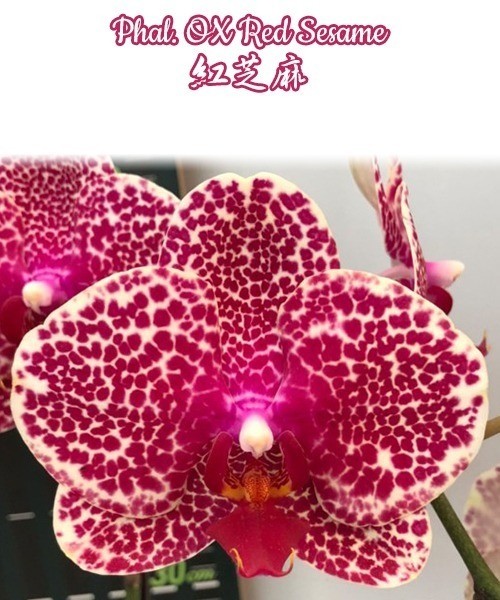 Phal. OX Red Sesame 2.5''