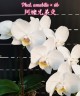 Phal. amabilis × sib 2.5''