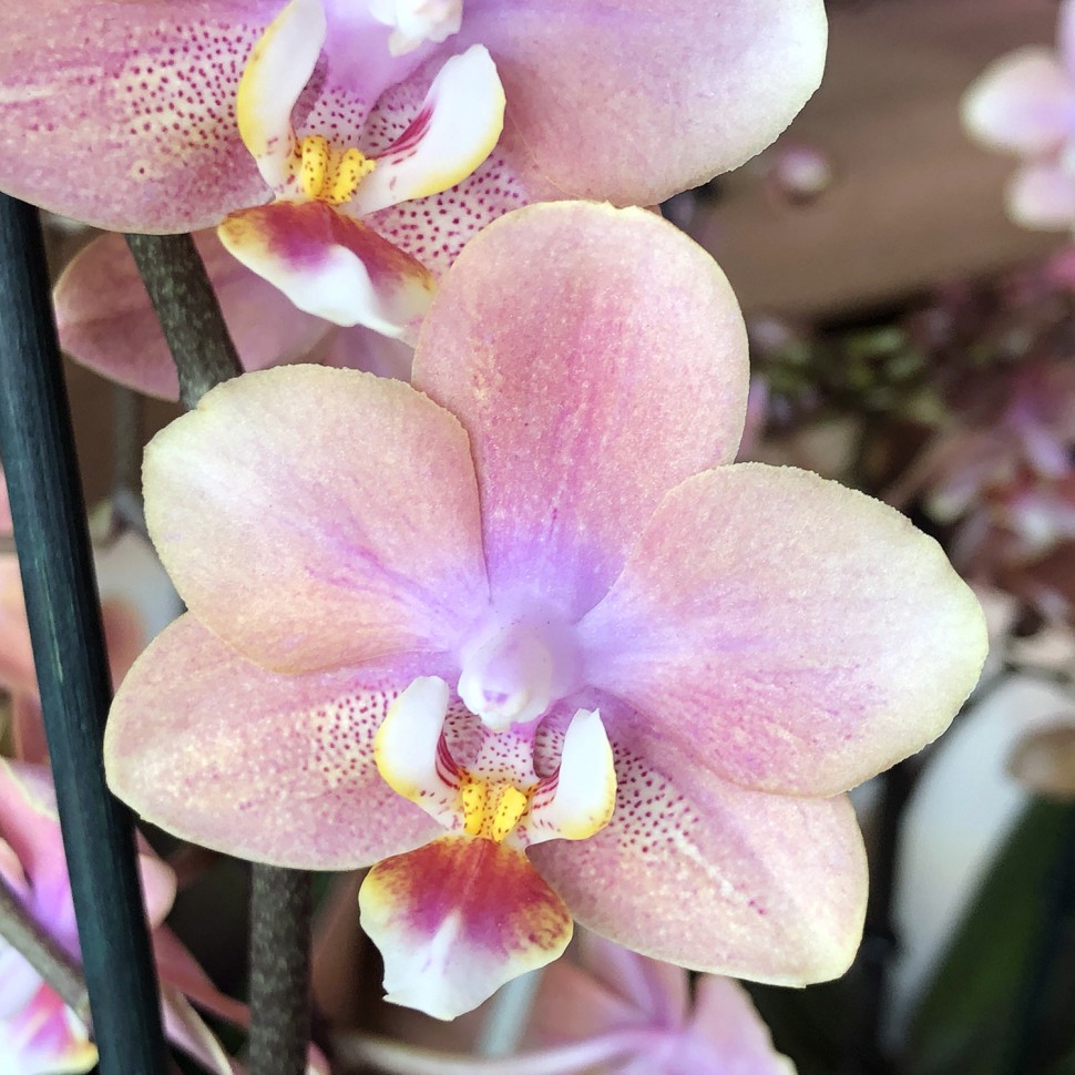 Купить Орхидею Парфюмерная Фабрика В Спб