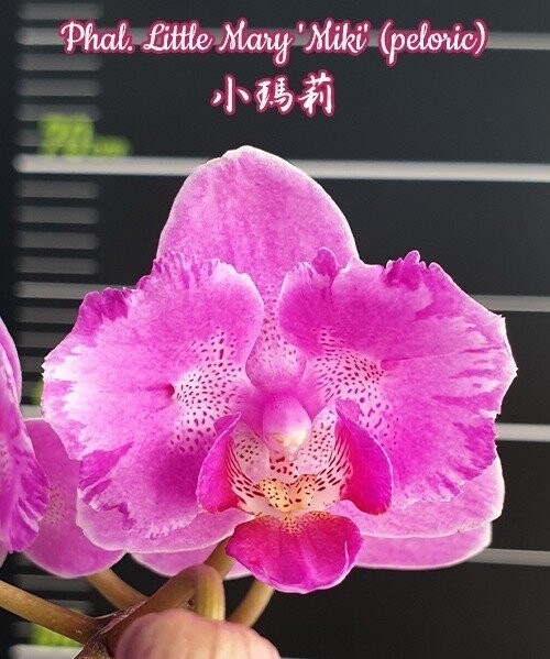 Phal. Little Mary 'Miki' (peloric) 2.5"