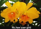 Rlc. Haw Yuan Gold 2.5"