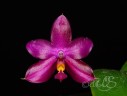 Phal. Yaphon Rich Woman 2.5''