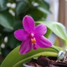Phal. Yaphon Rich Woman 2.5''