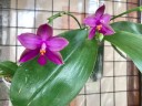 Phal. Yaphon Rich Woman 2.5''