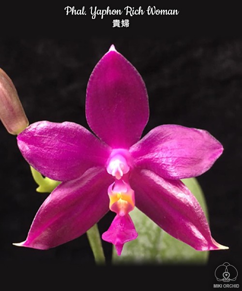 Phal. Yaphon Rich Woman 2.5''
