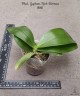 Phal. Yaphon Rich Woman 2.5''