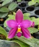 Phal. Yaphon Rich Woman 2.5''