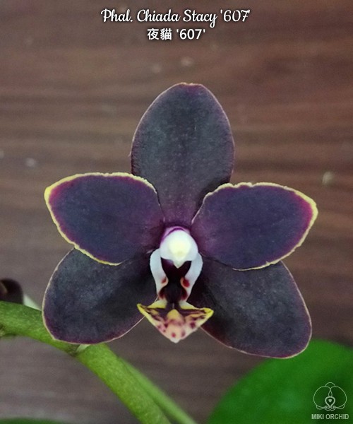 Phal. Chiada Stacy 2.5''