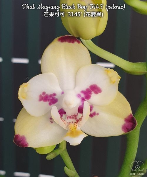 Phal. Maysang Black Boy '3145' (peloric) 2.5"