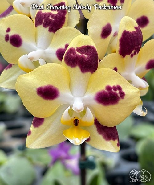 Phal. Charming Melody 'Pocketmon' 2.5''