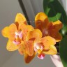 Phal. Charming Little Gold (peloric) 2.5''