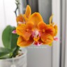 Phal. Charming Little Gold (peloric) 2.5''