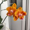 Phal. Charming Little Gold (peloric) 2.5''