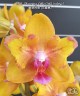 Phal. Charming Little Gold (peloric) 2.5''