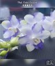 Phal. Violet Vacation 2.5"