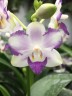 Phal. Violet Vacation 2.5"