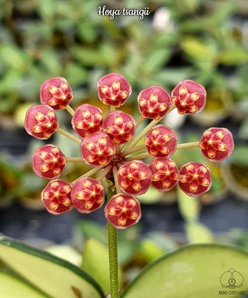 Hoya tsangii 1.7"