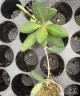 Hoya tsangii 1.7"