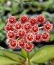 Hoya tsangii 1.7"