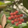 Hoya tsangii 1.7"