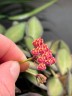 Hoya tsangii 1.7"