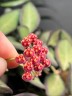 Hoya tsangii 1.7"