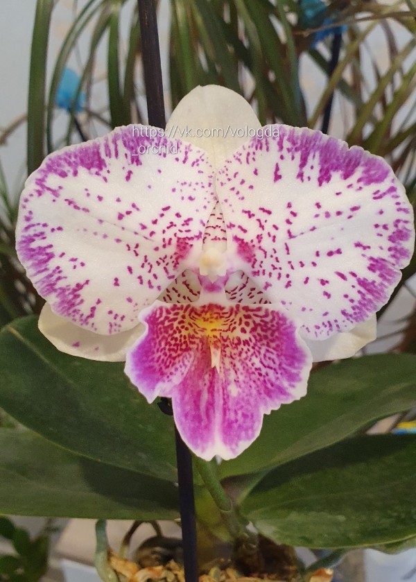 Phal. Shalu Rose × Yu Pin Fire Works 2.5'' УЦЕНКА (мех. повр. лист.)