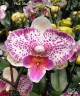 Phal. Shalu Rose × Yu Pin Fire Works 2.5'' УЦЕНКА (мех. повр. лист.)