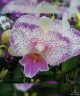 Phal. Shalu Rose × Yu Pin Fire Works 2.5'' УЦЕНКА (мех. повр. лист.)