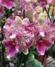 Phal. Shalu Rose × Yu Pin Fire Works 2.5'' УЦЕНКА (мех. повр. лист.)
