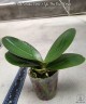 Phal. Shalu Rose × Yu Pin Fire Works 2.5'' УЦЕНКА (мех. повр. лист.)