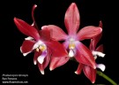 Phal. tetraspis 'Red' 2.5'